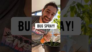 How to Make a Bug Spray for Plants  creative explained [upl. by Laira332]