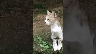 small baby cat sounds meowmoments catmeow catmommy catsbeauty catmeowing [upl. by Leciram690]