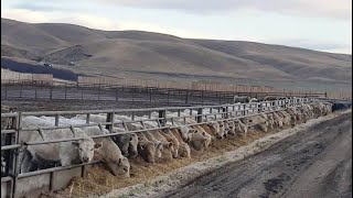 Cluny Colony  835 November Weaned Steers  72 Head Cluny AB [upl. by Ul6]