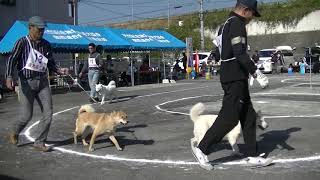 北海道犬協会 関西連合展覧会 成犬第一牝組 特良１席 千尋 [upl. by Ylrebma]