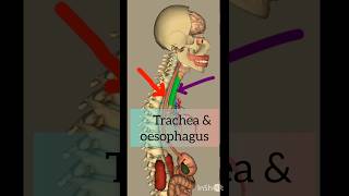 Trachea and esophagus anatomy shortvideo youtubeshorts shorts [upl. by Natsuj214]