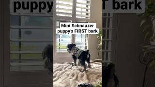 Cute Mini Schnauzer Puppy’s FIRST Bark 3 Months Old😍🐶 [upl. by Aurita]