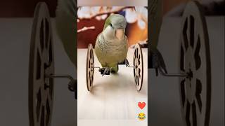 Parrot circus and parrot dog voice 😂 Birdsandanimalsfun shorts viralshorts birds kissing [upl. by Teria864]