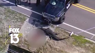 Nearly 14foot gator involved in Florida death [upl. by Enilkcaj]