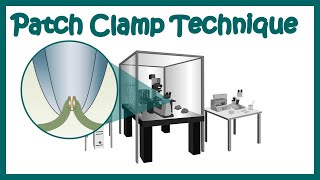 Patch clamp  Electrophysiology  Patch clamp method  Voltage clamp  whole cell recording [upl. by Nev]