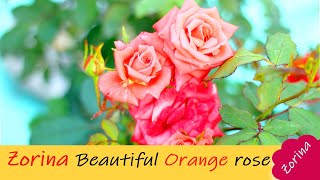 🌹🌹Zorina Orange or orangered Floribunda  Zorina Beautiful Rose Variety  Rose Variety [upl. by Uttica]