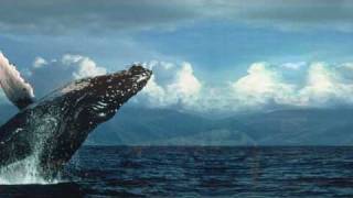 Whale Cry of the Ocean by Lisa Leung and Pierre Grill [upl. by Russia]