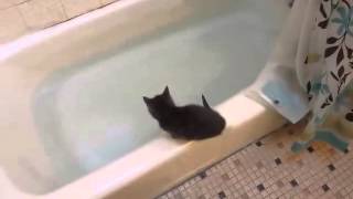 Funny Kitten jumps in bath tub [upl. by Bryana]