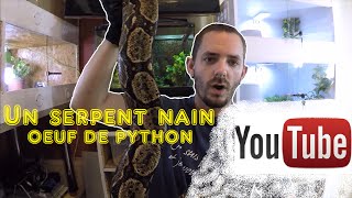 Oeuf de Python boa nain merci pour les 10 000 abos [upl. by Cuthburt]