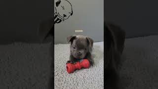 AKC French Bulldog Pups 7 weeks [upl. by Hamlani]