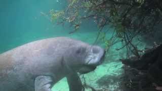 Fort Pierce Manatee Educational Video [upl. by Jollanta987]