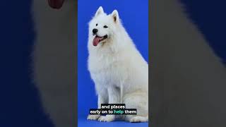 Discover the Joy of Samoyeds The Ultimate Fluffy Companion Part 2 [upl. by Slade]