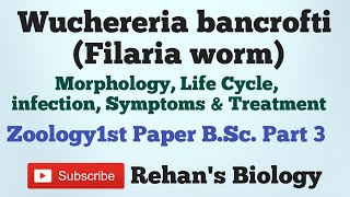 Wuchereria bancrofti Filaria Worm Filariasis Rehans Biology BScpart 3 Zoology1st [upl. by Avera955]