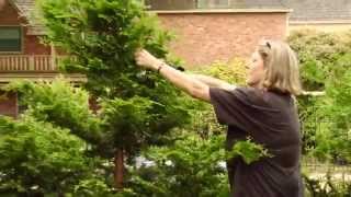 How To Prune a Hinoki Cypress  Video Tutorials with Plant Amnesty [upl. by Guimond]