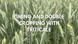 Timing and Double Cropping with Triticale [upl. by Romona154]