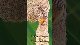 quotWeaver BirdsThe Genius Nest Builders of the Animal Kingdomquotbirds weaverbird nest biologyvlog [upl. by Mot]