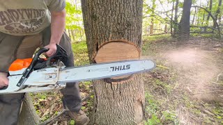 A Safer method of Tree Felling Hazardous Dead Ash Tree [upl. by Nahguav]