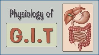 Easy Physiology  GIT  2Salivary Secretion amp Swallowing Mechanism [upl. by Atiekal20]