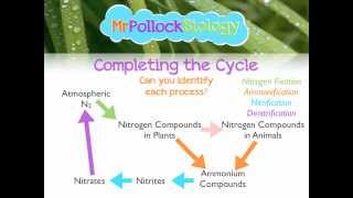 MrPollockBiology QampA 2 Nitrogen Cycle [upl. by Arateehc]