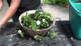 How to Make a Hanging Basket of Impatients Advanced [upl. by Eirret429]