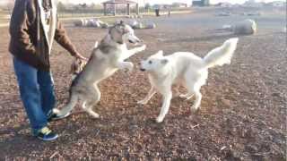 Husky vs Wolf Hybrid [upl. by Kooima879]