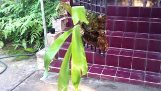 Platycerium Ellisii  Staghorn fern  Elkhorn  é¹¿è§’è•¨ [upl. by Netsuj648]