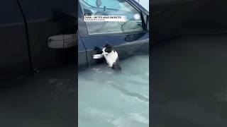 Cat Clinging to Door Handle Rescued From Dubai Flooding [upl. by Iramo517]