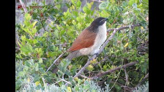 Burchells Coucal Call and Habits [upl. by Irrehc81]