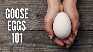 Goose Eggs 101 – Everything You Should Know [upl. by Alauqahs350]