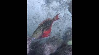 Stoplight Parrotfish Eating Coral underwater coralreef parrotfish eatingcoral [upl. by Aicilaana662]