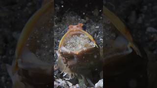 Jawfish Dad Protects Eggs in His Mouth 🐟 😲 MarineLife NatureWonders OceanLife FishParenting [upl. by Willing501]