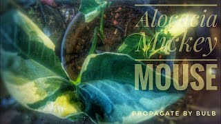 How To Propagate Xanthosoma Mickey Mouse Plant [upl. by Ahsekel989]