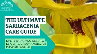 Ultimate Sarracenia Care Guide [upl. by Reffinnej]