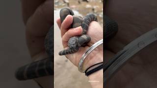 Little File Snake  Rescue And Release  BycatchAndAdventures [upl. by Harley882]