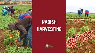 Radish Harvesting Commercial Radish Harvesting by Hand in California [upl. by Monson435]