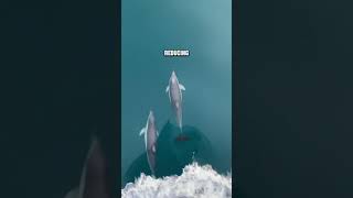 Why Dolphins LOVE Modern Ships 😱 [upl. by Yslehc]