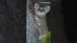 Top 5 Animals That Hibernate facts animals wildlife [upl. by Gerdeen]