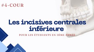 Anatomie dentaire  lincivisve centrale inférieure [upl. by Duwad]