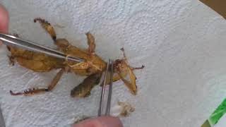 Comment naturaliser un phasme scorpion femelle [upl. by Eeneg]