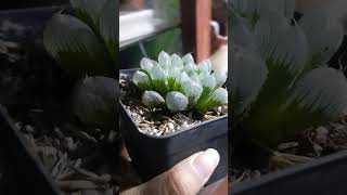 HAWORTHIA COOPERI TRUNCATA plantas succulents shorts haworthia [upl. by Hoo]