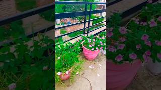 Balcony garden ideas Balcony plant arrangement shortsviral homedecor balconygardentour raining [upl. by Aehs]