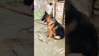 german shepherd training viralshort [upl. by Latricia]