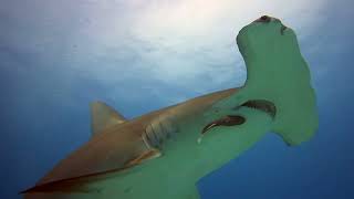 Bimini Bahamas  Great Hammerhead Sharks [upl. by Sophronia]