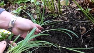 Propagating snowdrops Galanthus by bulb division [upl. by Ennaeirb]