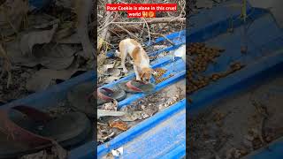 Poor Cookie has no one in this cruel world 🐕😭shorts doglover dogs [upl. by Selina]