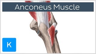 Anconeus Muscle  Origin Insertion amp Innervation  Human Anatomy  Kenhub [upl. by Novyar]