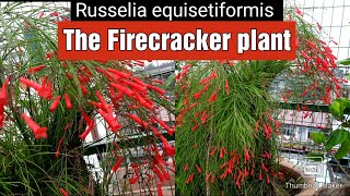 Firecracker plant  Russelia equisetiformis  fountainbush  coral plant coral fountain care [upl. by Britni]