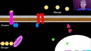 Signal Transmission and Gene Expression [upl. by Nairdad]