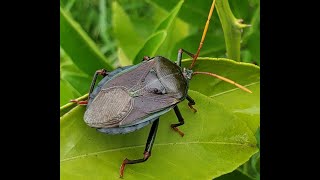 Bronze Orange Bug Best and Easiest Method to Control These Bugs on Citrus Trees [upl. by Bertle]