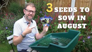 3 Flower Seeds to Sow in August  What to Sow and Grow in Late Summer  How to Sow Hardy Annuals [upl. by Baxy]